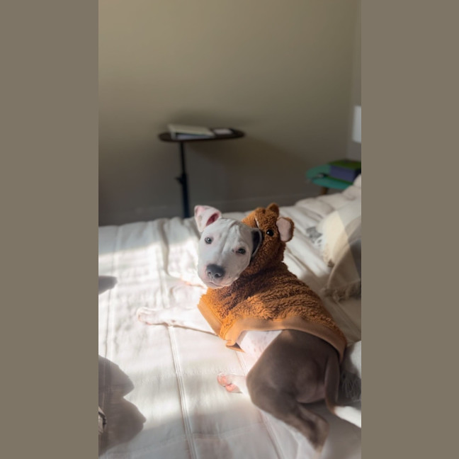 Photo of Milo