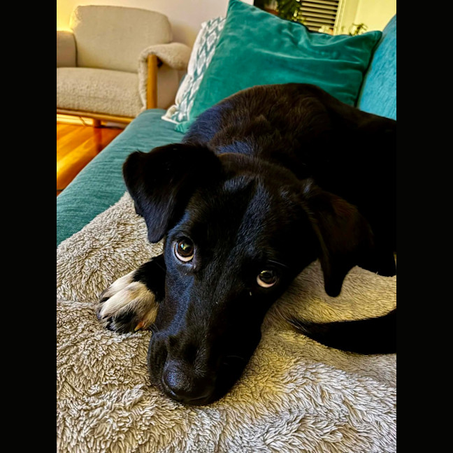 Photo of Jemima   5 Month Old Border Collie X