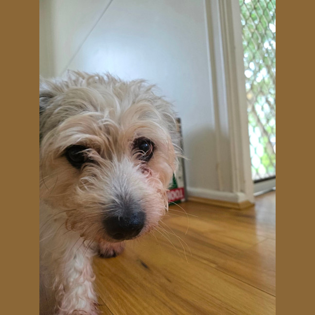 Photo of Teddy