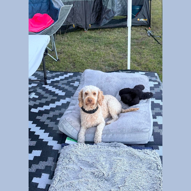Photo of Benny 🐶 