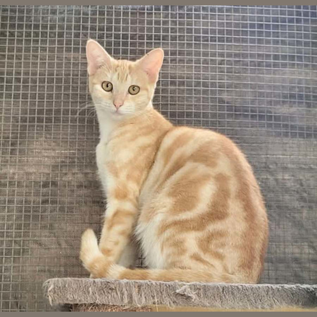 Photo of Shiro Tora 🐅