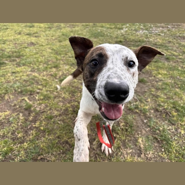 Photo of Valor (66587)