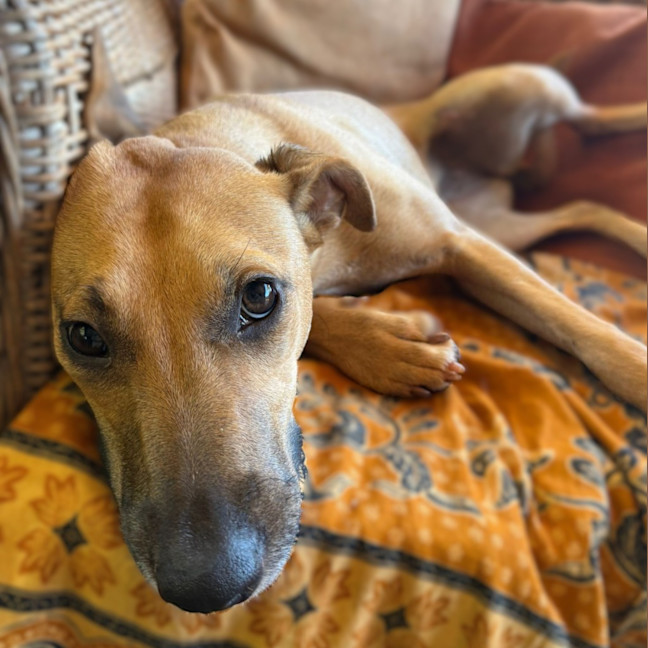 Photo of Josie