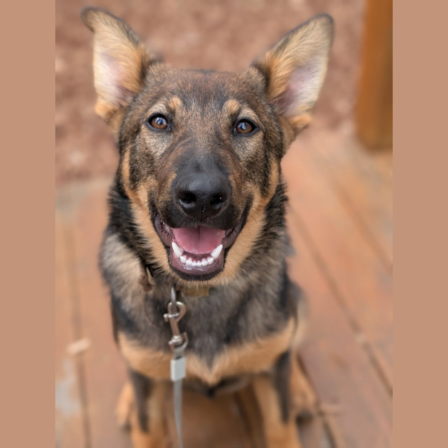 Photo of Rin Tin Tin 