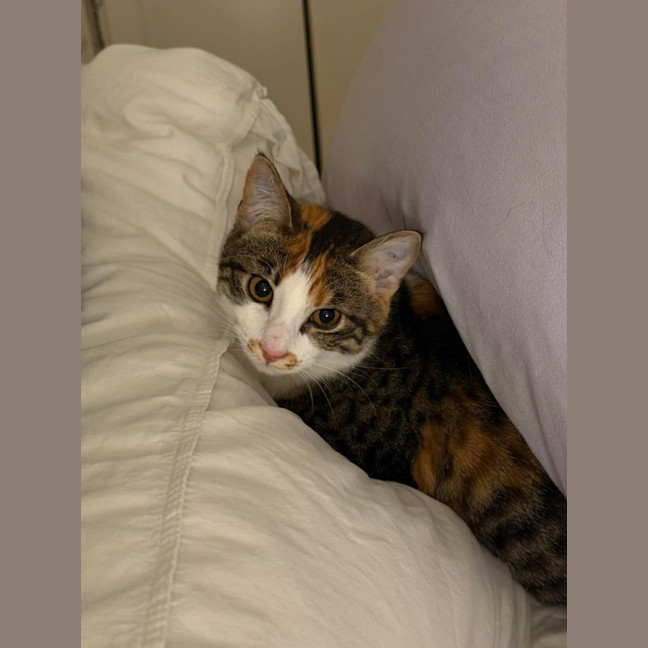 Photo of Squeaky   In Foster Care In Malvern East
