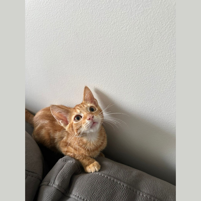 Photo of Jacuzzi   Available At Petstock Milperra