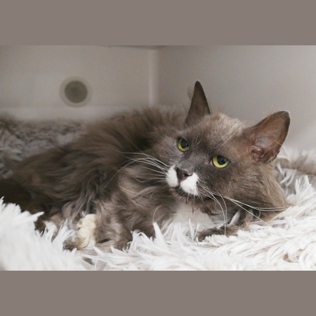 Photo of Maple Sta012873