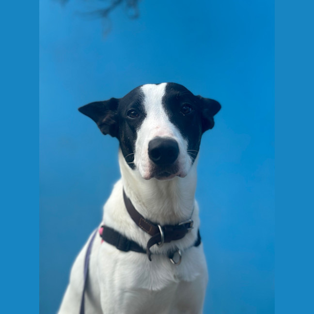 Photo of Bandit