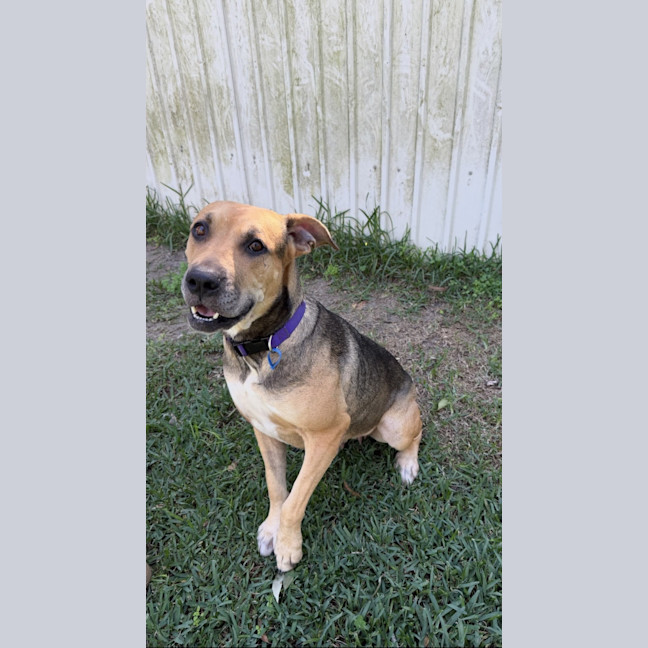 Photo of Mali *$250 Adoption Fee*