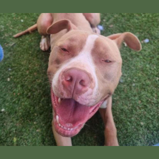 Photo of Boof