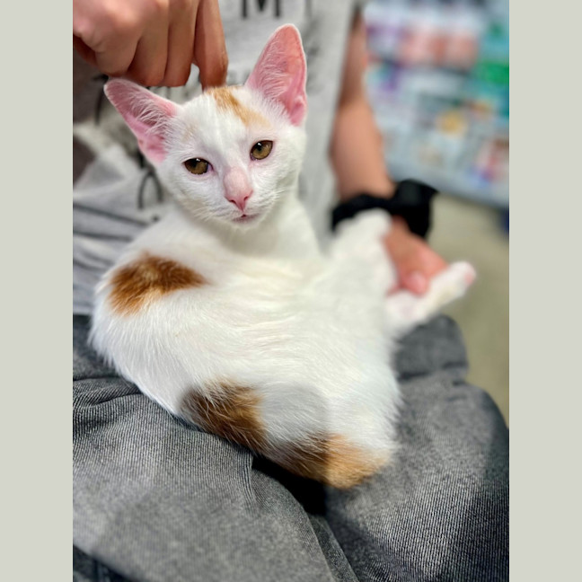 Photo of Felony *Meet Me At Pet Stock Milperra*