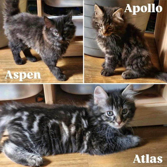 Photo of 11061/2/3   Atlas, Apollo & Aspen