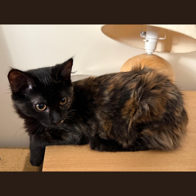 Photo of Kahlua