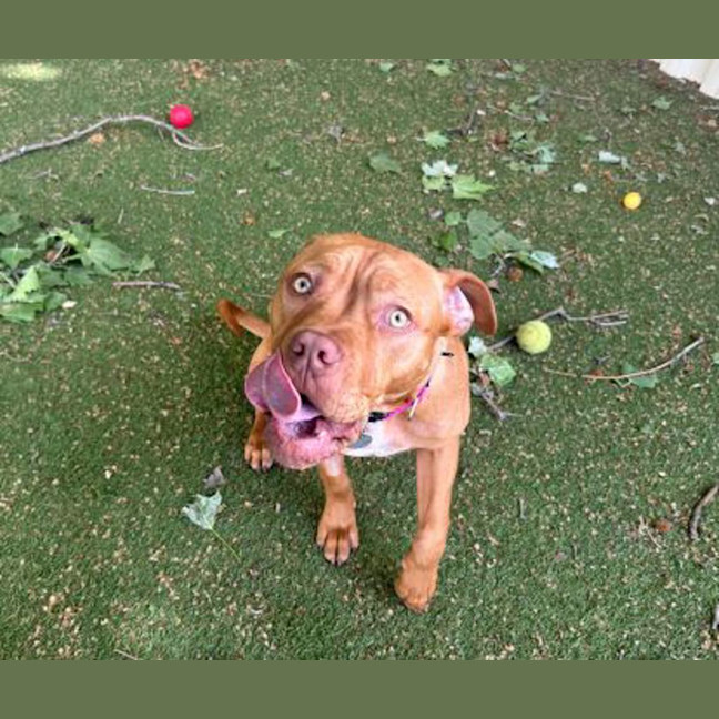 Photo of Ruby