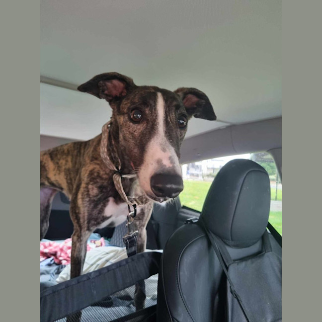 Photo of Maia, The Greyhound