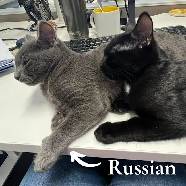 Photo of Russian