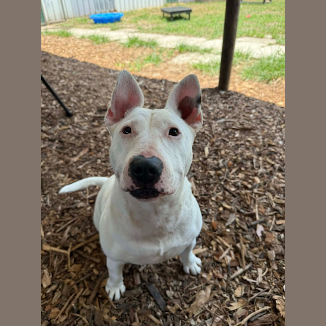 Photo of Stella