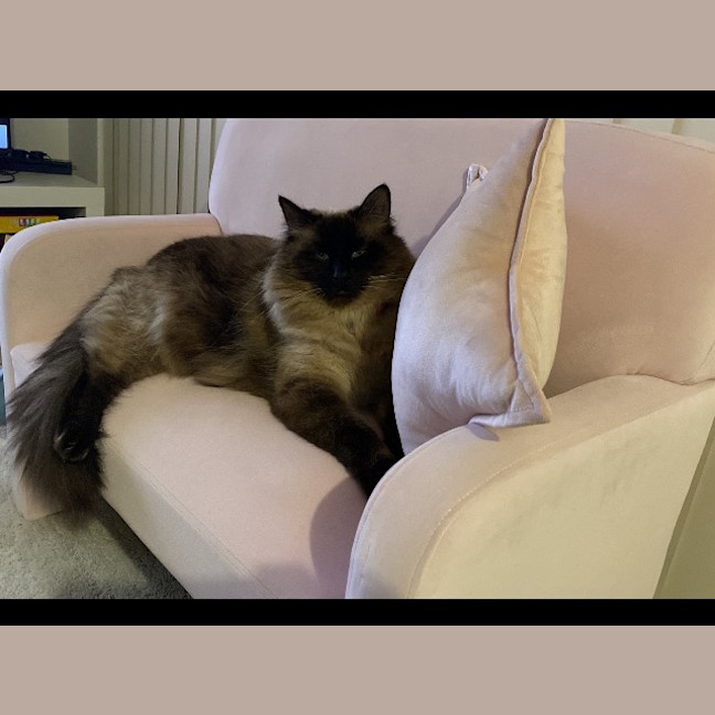 Photo of Lulu