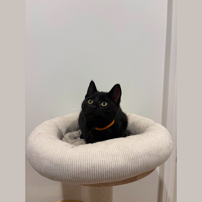 Photo of Vesper