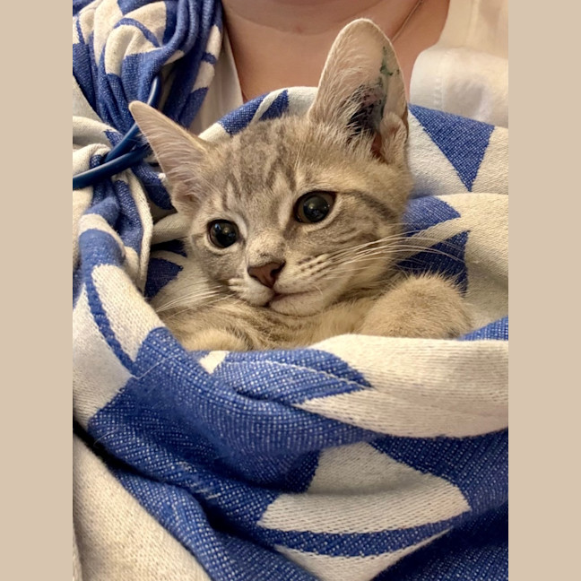Photo of Macadamia