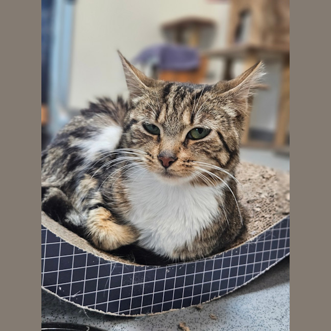 Photo of Juniper