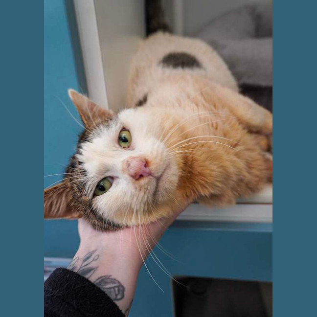 Photo of Chester