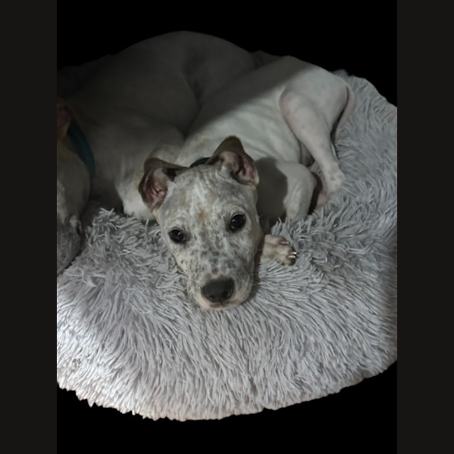 Photo of Bob   11 Week Old Cattle Dog X Staffy (Trial 10/10