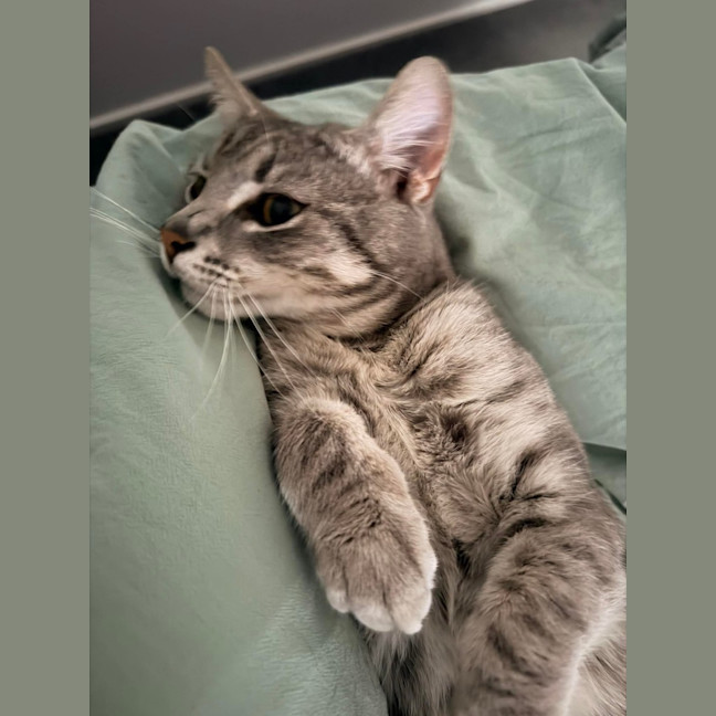 Photo of Milo 