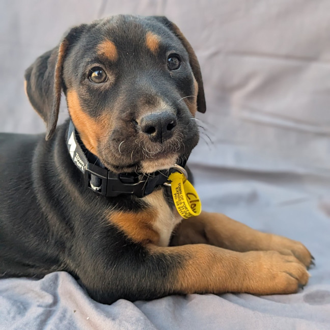 Photo of Clover