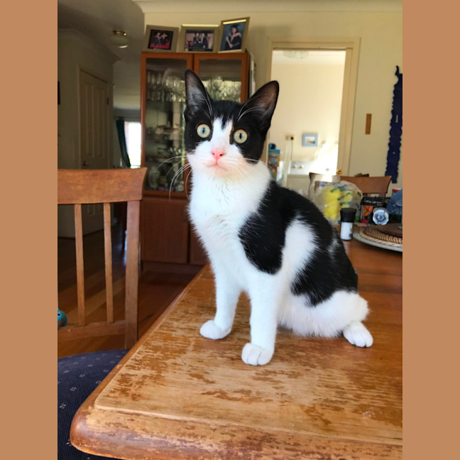 Photo of Felix