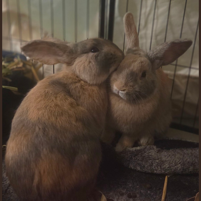 Photo of Piepie & Thunder 