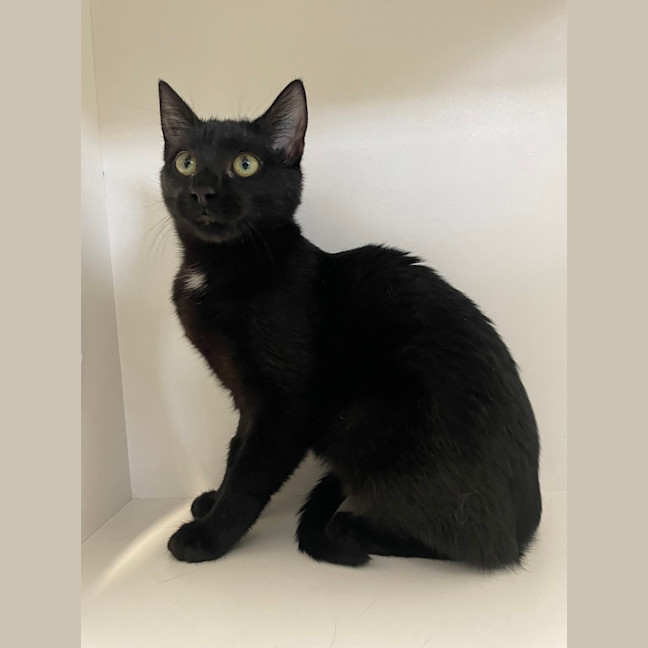 Photo of Panther