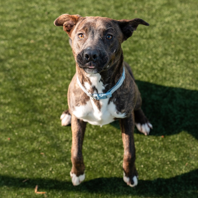 Photo of Wookie Imp 1545