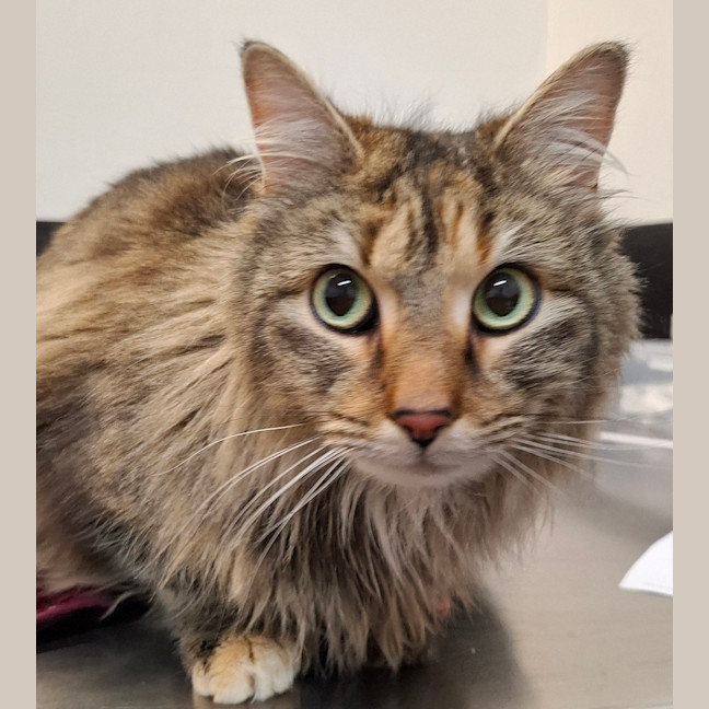 Photo of Rapunzel