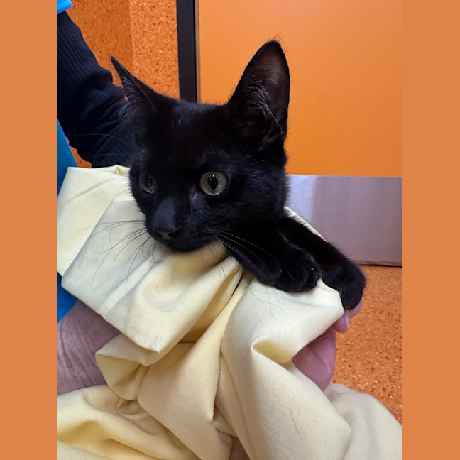 Photo of Binx