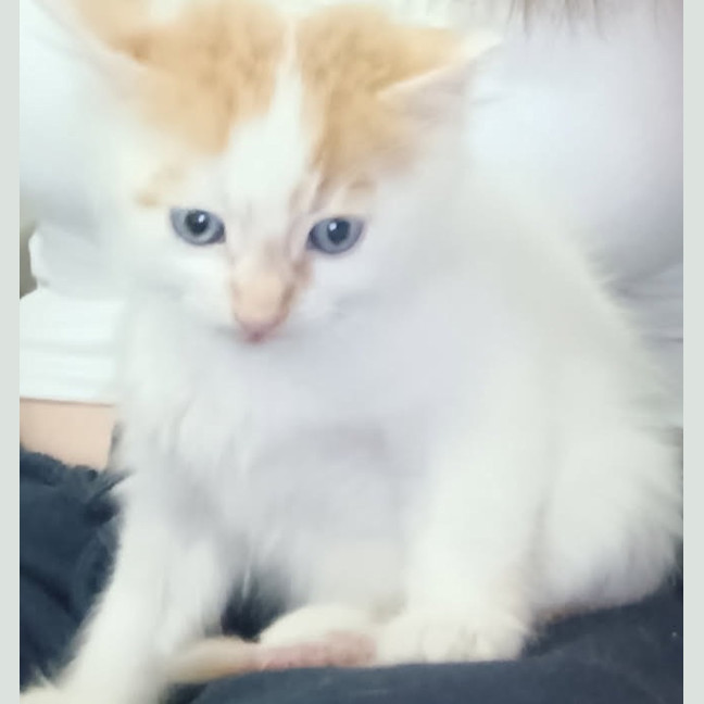 Photo of Crumpet
