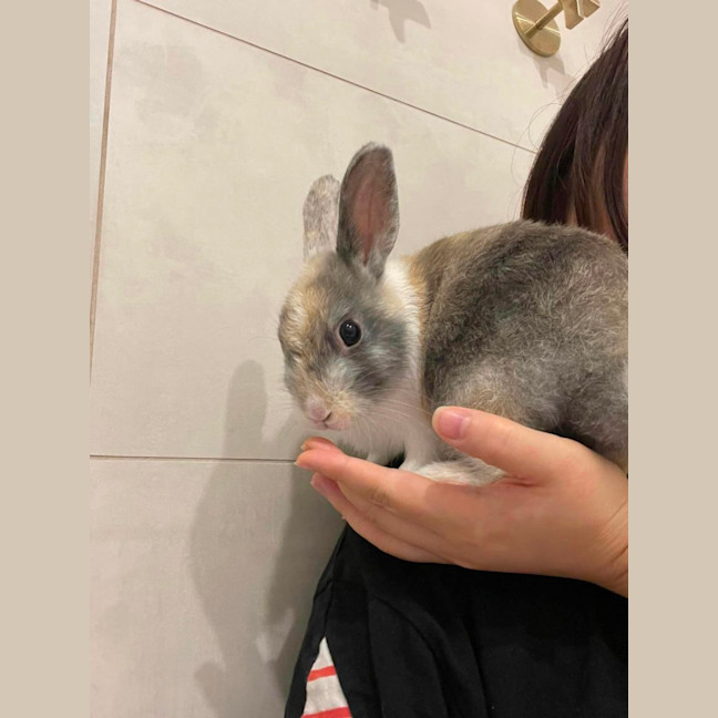 Photo of Bonza Bounca