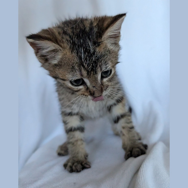Photo of Tiger