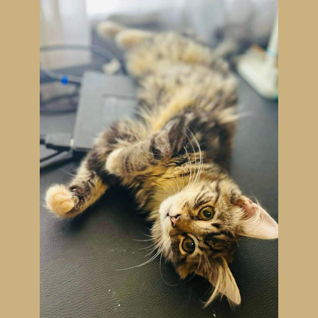 Photo of Jesse   Located In Surrey Hills 