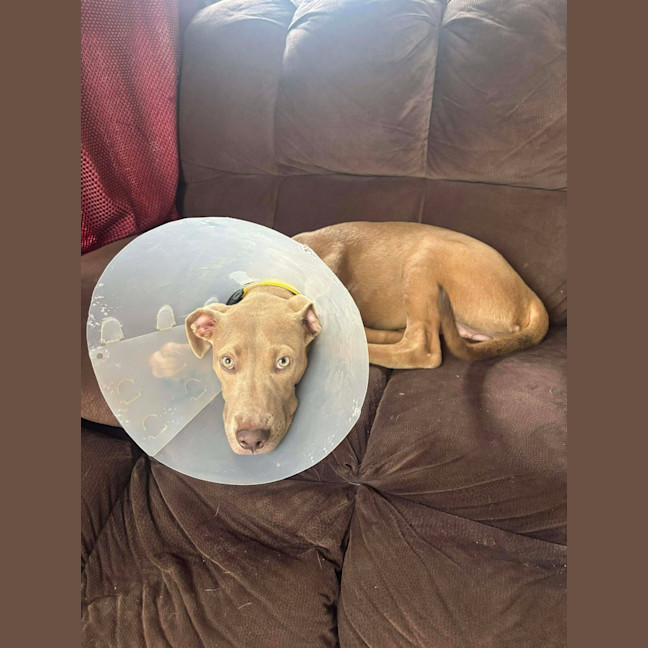 Photo of Brutus