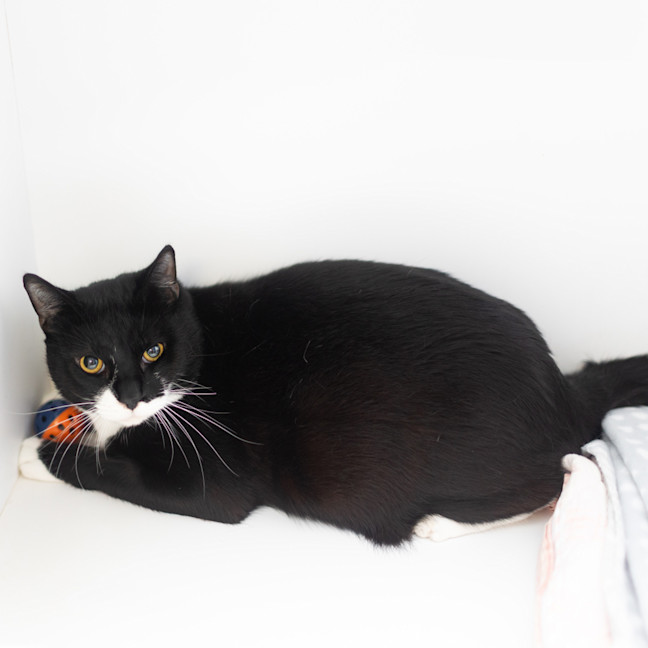 Photo of Blacky