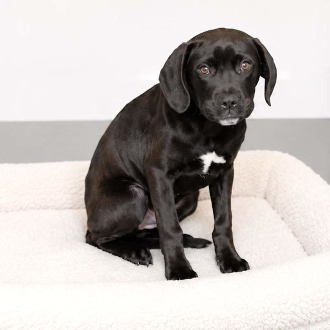 Photo of Stella