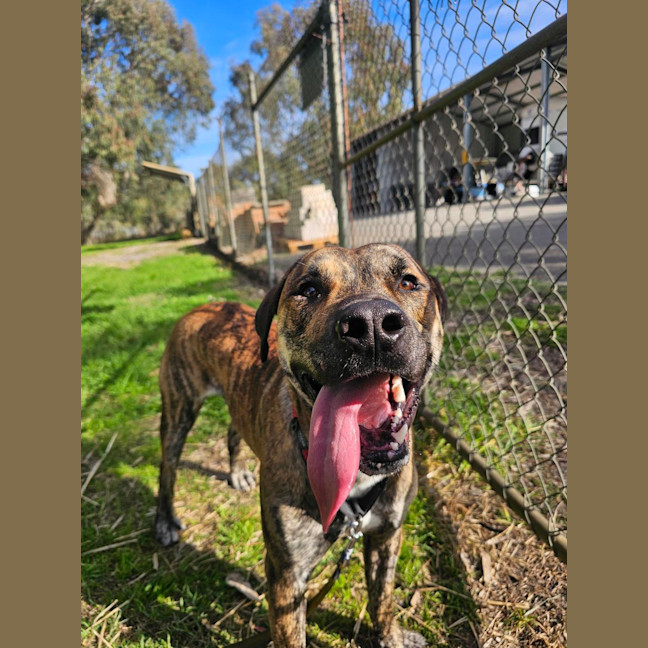 Photo of Ziggy