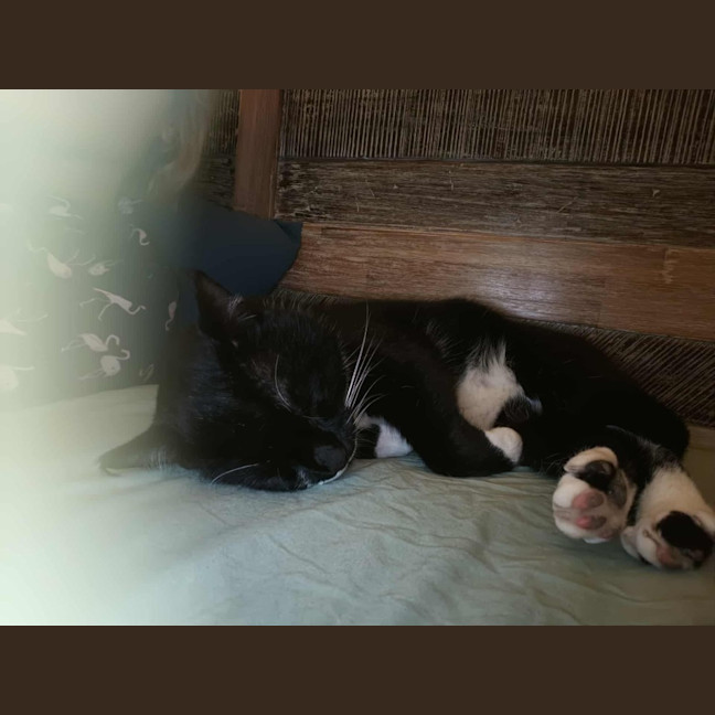 Photo of Mr Moustache