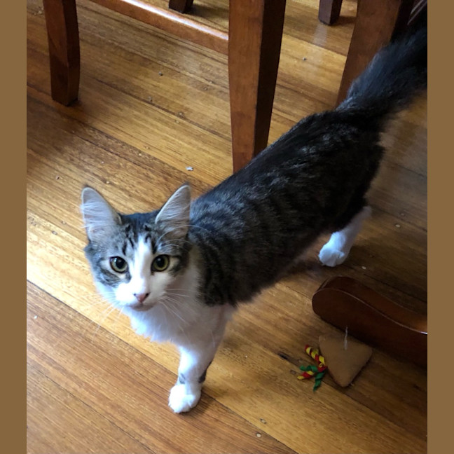 Photo of Cocoa