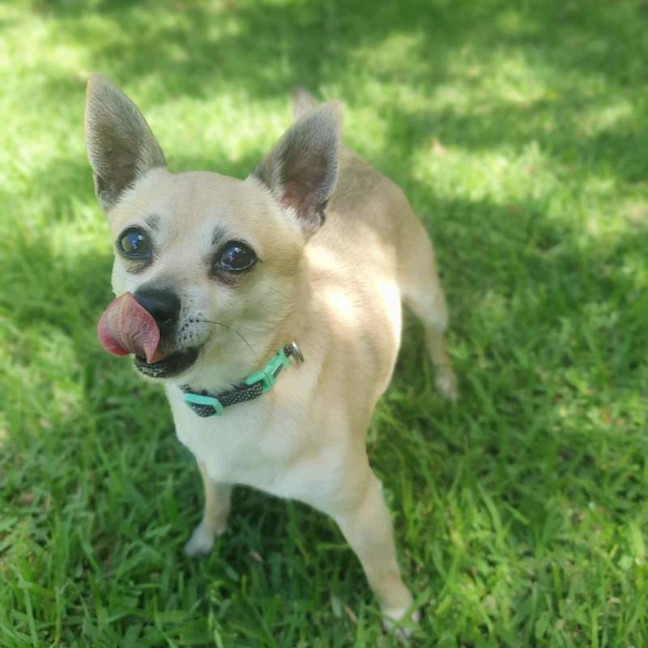 Photo of Tito