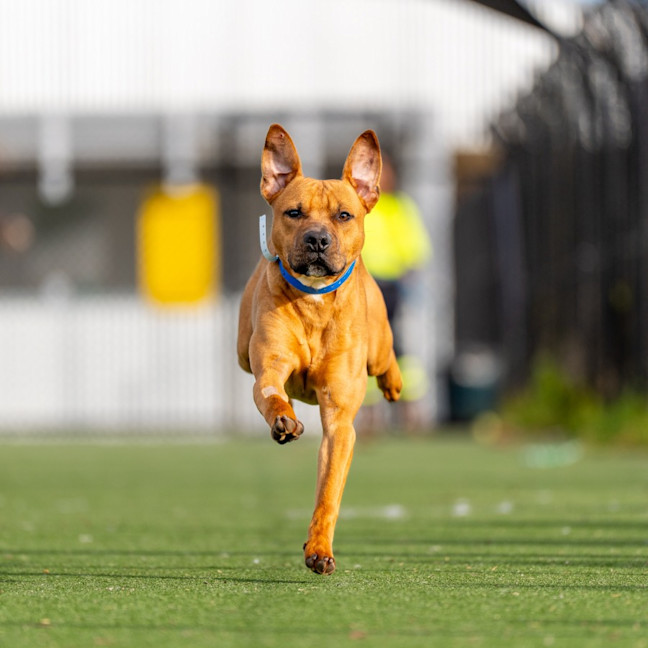 Photo of Bud Imp 1210