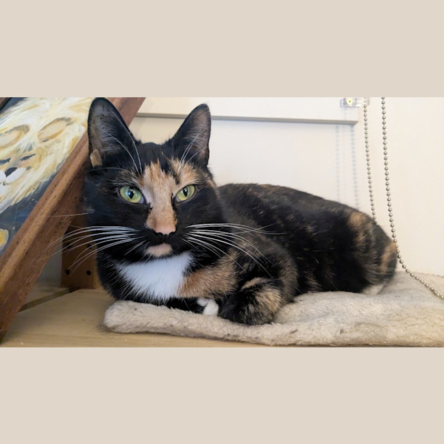Photo of Xanny (Was Nigiri)