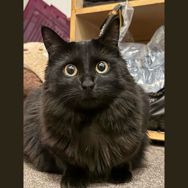 Photo of Luna