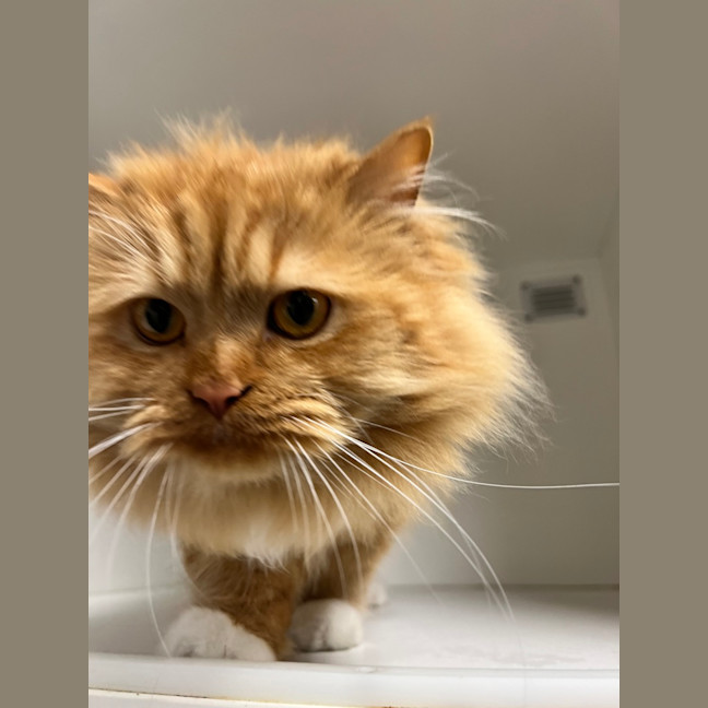 Photo of Cheezel